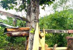 Rize'nin eski usül ayı savarı: Carimangana bahçeye girdi