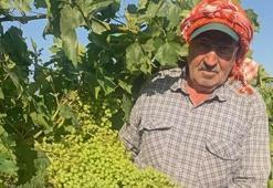 Sarıgöl Ovası'nda görülmemiş rekor! Salkım boyları 40 santimetreyi aştı