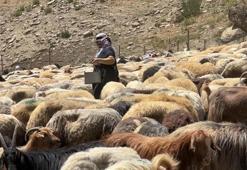 Hakkari'de berivanların zorlu mesaisi: Kavurucu güneş altında süt sağma dönemi bir aydır sürüyor