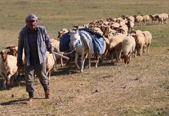 Çiftçilere müjde! TİGEM tarafından tam 220 bin hayvan ücretsiz dağıtılacak: İşte şartlar!