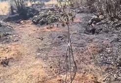 Dicle'de meydana gelen yangında meyve ağaçları zarar gördü!