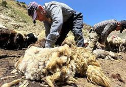 Erzincan'da yaz mesaisi: Koyun kırkımı başladı