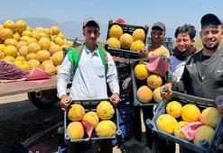 Hatay'da hasat başladı! Çiftçinin yüzü gülüyor: Tarlada kilosu 22 TL