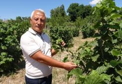 'Olmaz' dediler o inat etti başardı! Bozkırın ortasında fındık yetiştirdi