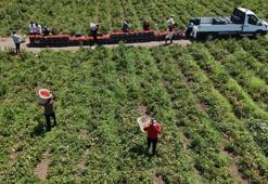 Hatay'da zorlu hasat başladı! Tarlada 15 TL'ye satılıyor, tezgahta fiyatı ikiye katlanıyor