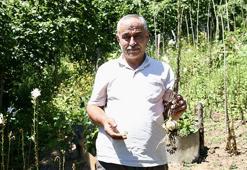 Fındığa alternatif aradı, arazisine o ürünleri ekti! Kazancı katladı, yurt dışında kapış kapış gidiyor