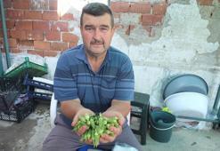 Bamya fiyatları tavan yaptı, üreticisine kazandırdı
