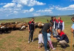 10 bin hayvan için seferberlik ilan edildi: Veteriner hekimler zirvede nöbette!