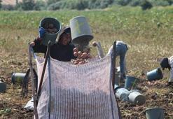 Sebze üssü Amasya’da patates mesaisi! Kilosu 14 liradan satılıyor