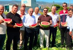 Aydın'ın tescilli lezzetinde ilk hasat yapıldı! Türkiye'nin dört bir yanından sipariş yağıyor