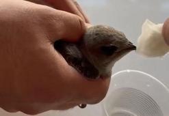 Elazığ'da vatandaşlar sıcaktan bitkin düşen ebabil kuşuna su verdi