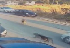 Aracını köpeğin üzerine sürdü: Silivri'de ölümüne neden oldu
