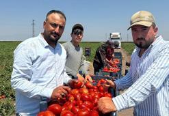 Amik Ovası'nda zamanla yarış başladı! Fiyatlar işçi maliyetini karşılamıyor: Ay sonuna kadar sürecek!