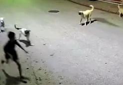Skuterlı çocuk köpeklerin saldırısına uğradı; o anlar kamerada
