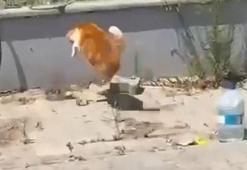 Kedi ile yılanın karşı karşıya geldiği anlar kamerada