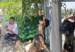 Kan donduran olay! Evin avlusundan çalınan köpek, direkte asılı halde bulundu