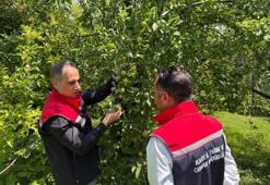 Sarıkamış'ta meyve üretimi için 5 altın öneri: Verim kat kat artıyor