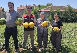 Denizli tarımına tescilli güç: Acıpayam kavununda hasat mesaisi başladı