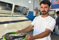 İnci kefali tezgâhlardaki yerini aldı! Kilosu 150 TL'den kapış kapış gidiyor
