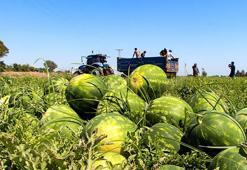 Tarlada 5, markette 17 lira! Adana karpuzunda akılalmaz fiyat uçurumuna üreticiler isyan etti: 'Halde bile satılmıyor'