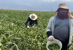 Osmaniye'de üretilip 81 ile gönderiliyor! 5 ay sürecek hasat başladı: Tarlada kilosu 120 lira