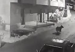 Çamlıhemşin’de vatandaşı ayı kovaladı, o anlar kameraya yansıdı