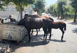 Avcıları atlar bastı! Trafiği tehlikeye atıp çevreyi kirletiyorlar