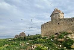 Van Gölü'nün ortasında kaderine terk edildi: İkinci bir Yaşar Kemal gerekiyor
