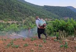 Çekirgeler bu kez Adana'yı bastı: İlçede üretici kabus görüyor
