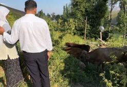 Uçurumdan düşen ineği için gözyaşı döken 7 çocuk annesi Ayni teyzeye yardım eli uzatıldı