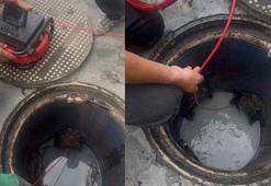 Hendek'te peynir fabrikasının atık su oyunu ortaya çıktı
