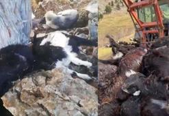 Eğirdir'de yıldırımın isabet ettiği sürüde 50 keçi telef oldu