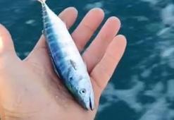 Sinop'ta sezonun uğuru vonoz yakalandı