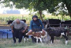 Adana'da yüz binde bir görüldü: 40 yıl uğraştığı iş hayatının sürprizini getirdi