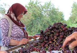 ABD ve Avrupa'nin bir numaralı tercihi oldu! Bursa topraklarında yetişiyor