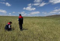 Kars'ta afet sonrası ekipler teyakkuzda! Tarlalarda hasar tespiti sürüyor, tüm imkanlar seferber ediliyor