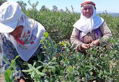 Paranın yarısı devletten geldi! Çorak arazi servet bastı
