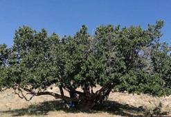 Van'ın saklı cennetine doğa gözlemcileri akın ediyor: Yaban hayatı göz kamaştırıyor