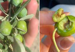 Didim'de zeytin üreticilerine kritik uyarı! Zeytin sineği tehlikesi için mücadele çağrısı