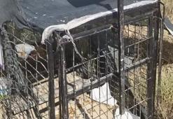 Konya’da sokak köpekleriyle mücadelede yeni dönem! Kafesler kuruldu