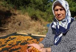 Satamadığı kirazı kurutup çerez yapıyor: Adana'da bu yöntemle kilosu 100 lira ediyor