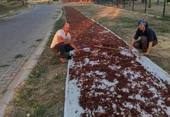 Manisa'da ilk ürün çuvala girdi! Üreticinin gözü şimdi açıklanacak fiyatta