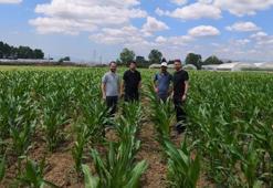Kocaeli'nde denendi, sonuçları aşırttı! İnsan boyunu aştı, çift koçan verdi!