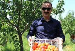 'Burada yetişmez' diyorlardı! 2015'te işi gücü bıraktı, taşlı arazide kendi serasını kurdu: 'Ağaçlar meyveden yıkılıyor!'