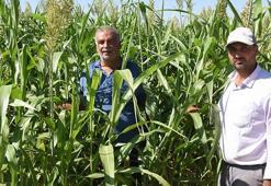 Malatya'da mısırın tahtını sallayacak mucize bitki: Domuz bile yanına yaklaşamıyor! 'Susuzluğa dayanıyor, yılda 4 kez biçiliyor'