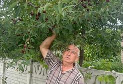 Stok azlığı ve yüksek aroma tercihi değerli yaptı! Fiyatlar kısa sürede 60 liradan 100 liraya çıkacak