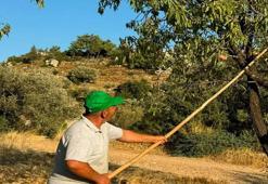 Kilosu altın değerinde! Dalından tek tek toplanıyor! Coğrafi işaretli lezzette hasat başladı