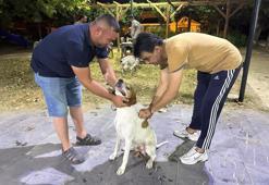 Manisa'da avcılar harekete geçti: Çipli köpekler koruma altına alınıyor!