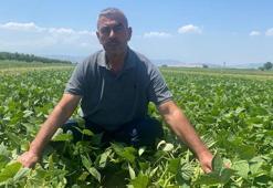 Bursa'da çiftçiyi rahatlatan kooperatif modeli: ne pazarlama derdi var ne fiyat kaygısı: Çeltikçi çiftçisinin sırtı yere gelmiyor!