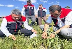 Erzurum'da atıl araziler üretime kazandırılıyor! Bakliyat üretiminde yeni dönem başladı
